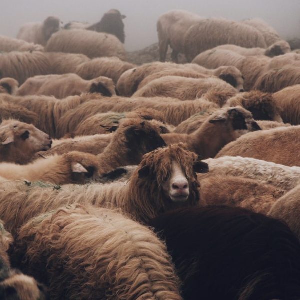 sheep